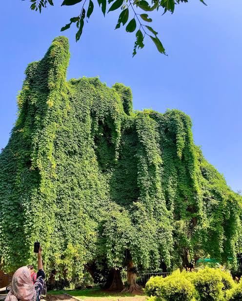Vishwa Guru Basavanna Biodiversity Park Bengaluru: ₹50 Crore Green Light for Bengaluru's Third Major Green Space Native plant species that will be restored at Vishwa Guru Basavanna Biodiversity Park Bengaluru